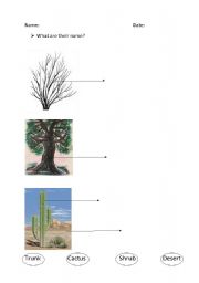 English Worksheet: different parts of a plant