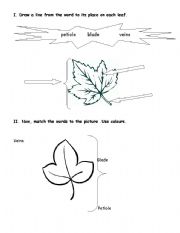 English worksheet: Parts of a leave