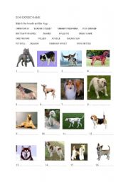 English Worksheet: Dog expert