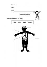 English worksheet: Our Wondeful Body