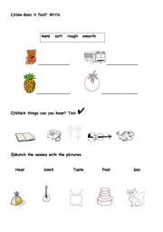 English worksheet: Senses