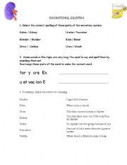 English worksheet: Excretory System