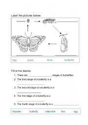 English Worksheet: Life Cycle of Butterfly Worksheet