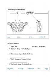 English worksheet: Life Cycle of Butterfly Worksheet