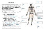 English Worksheet: Body Bones