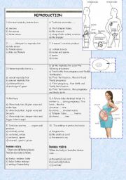 English Worksheet: reproduction