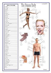 English Worksheet: Body Vocabulary