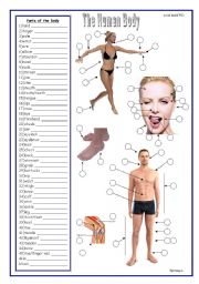 Body Vocabulary