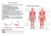 English Worksheet: Body Muscles