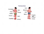 English worksheet: Body parts