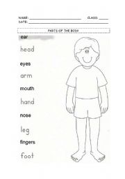 English Worksheet: parts of the body