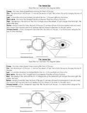 English worksheet: eye worksheet