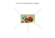 English worksheet: Describe the ladybird