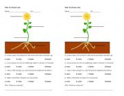Parts of the flower Quiz
