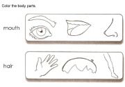 English worksheet: Color the body parts