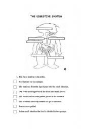 English Worksheet: Digestive system