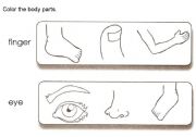 English worksheet: Body Parts