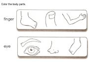 English Worksheet: Body Parts