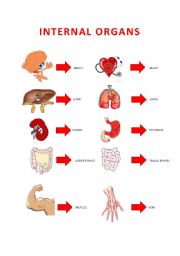 English Worksheet: INTERNAL ORGANS