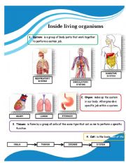 English Worksheet: Inside living organism