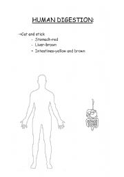 English Worksheet: Human Digestion