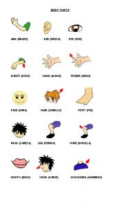 English Worksheet: body parts vocabulary