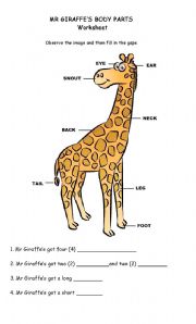 English Worksheet: Animal body parts