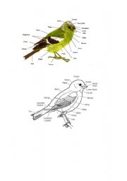 English Worksheet: part of bird