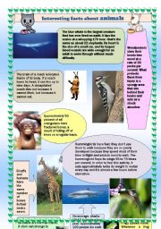 English Worksheet: Interesting facts about animals 