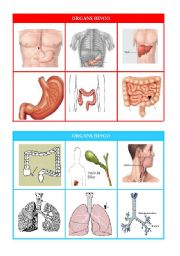 English Worksheet: ORGANS BINGO