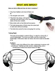 English worksheet: What Are Birds