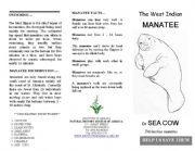 English Worksheet: West Indian Manatee