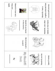 English worksheet: Mini-book on Mandrills