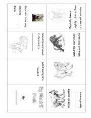 English Worksheet: Mini-book on Mandrills