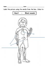 English Worksheet: Circulatory system