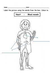 Circulatory system