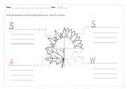 English Worksheet: seasons and months