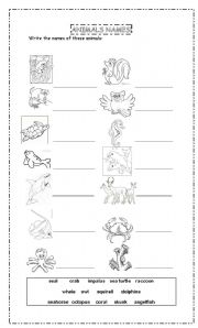 English Worksheet: Forest and ocean animals and habitats