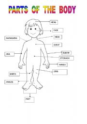 English Worksheet: PARTS  OF THE BODY