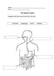 English Worksheet: The Digestive System