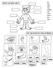 English Worksheet: BODY PARTS