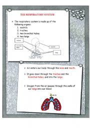 English Worksheet: The respiratory system