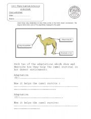 English worksheet: camel adaptation