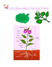 Learning Parts of Plant