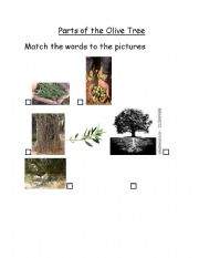 English Worksheet: Parts of the olive tree