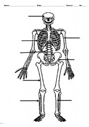 English Worksheet: The skeleton