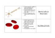 English worksheet: Specialised Cells 