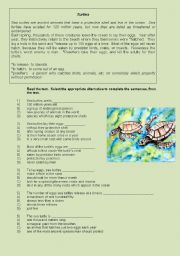 English Worksheet: TURTLES. 