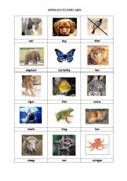 Animals Flashcard