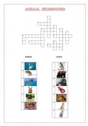 English worksheet: Animal Crossword